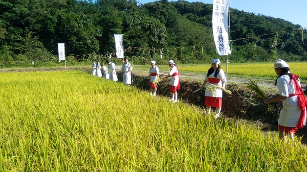 画像：しんせんでんでの稲刈り