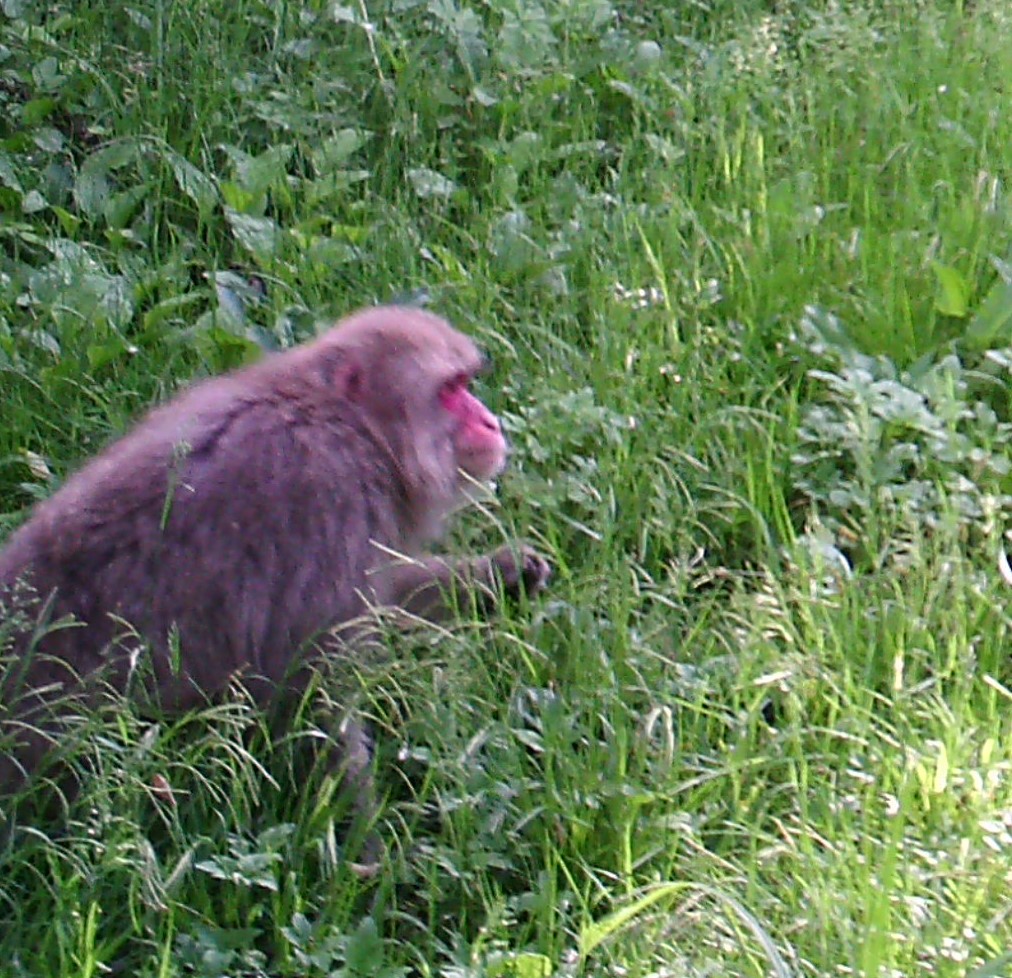 サル