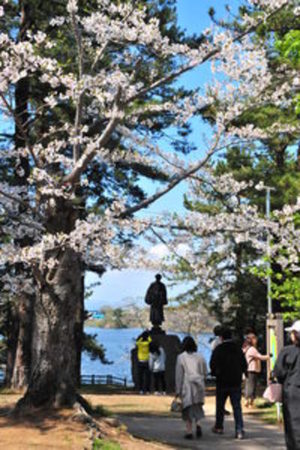 桜と太宰象